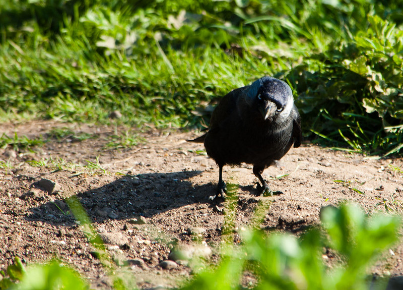 Scrounging jackdaw