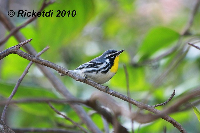 paruline a gorge jaune - yellow throated warbler-Setophaga dominica