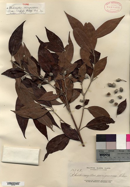 Rhodomyrtus surigaoense, IT, GH71295