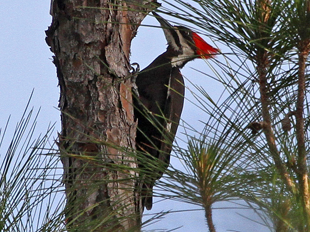Pileated Woodpecker, Long Pine Key (Florida), 18-Apr-13