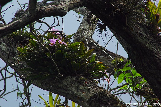 Cattleya mossiae in situ.