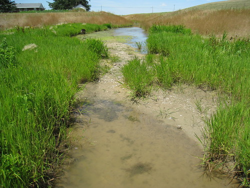 primarysuccession streamrestoration ecologicalsuccession selfformingstreams overwidechannel fluvialbiogeomorphic