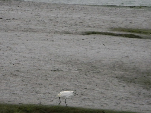 Little egret Chichester to West Wittering