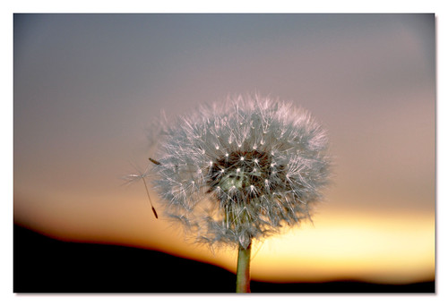 Besinnlich by Mariandl48 ( 11.200.000 views), sunrise dandelion sonnenaufgang löwenzahn pustblume pusterblume bestcapturesaoi coth5 elitegalleryao