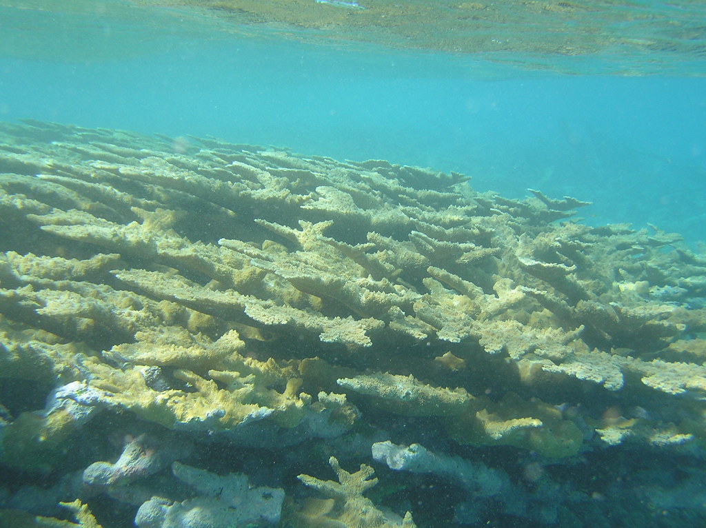 Florida's Native Coral Removed by Elites as Ecosystem Fails