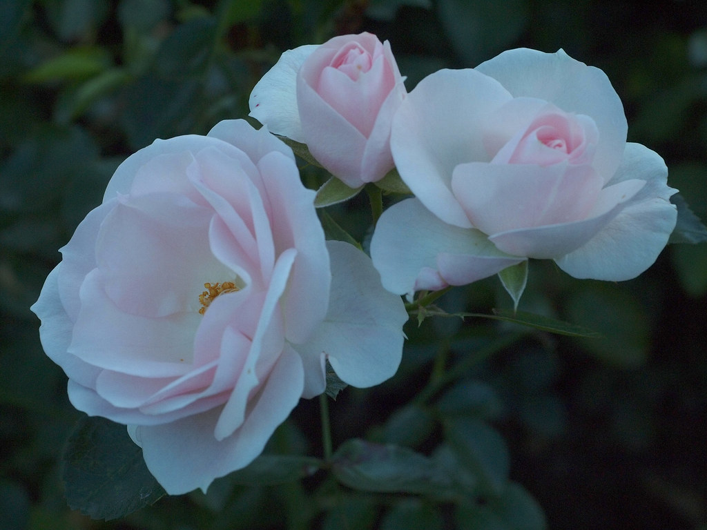 Rose 'Aspirin Rose' | Ruusu. Lajike 'Aspirin Rose'. Oulu, Ai… | Flickr
