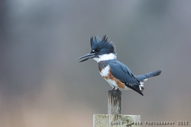 Belted Kingfisher-1920