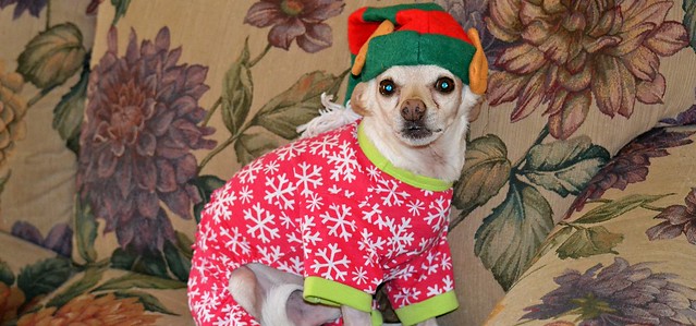 Roscoe's Merry Christmas --- Bah, Humbug!!!