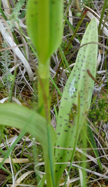 Detail of stem and leaves of puzzling orchid found amongst Early Marsh Orchids on Thursley Common, Surrey.