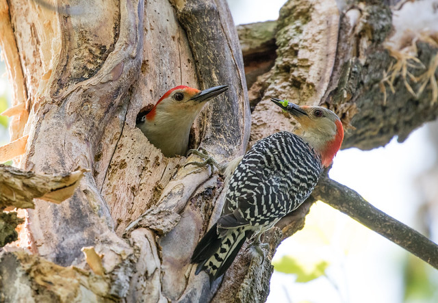 Red-bellied Woodpecker pair