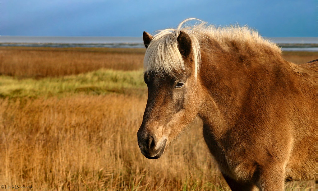 Vlieland: Icelandic horse in the polder