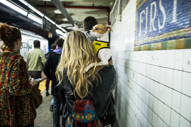 Service dog, through the L train tunnel