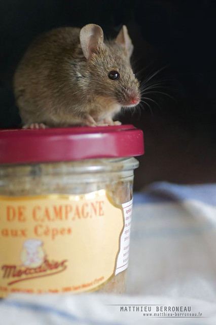 Souris domestique, Mus musculus | House mouse | Matthieu Berroneau | Flickr
