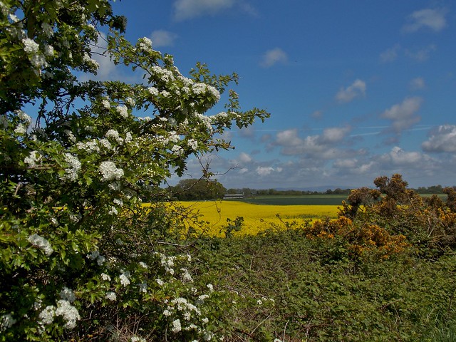 The 3 Spring Blossoms of Stainings - Hawthorn, Rapeseed and Gorse, Lancashire, England - May 2013