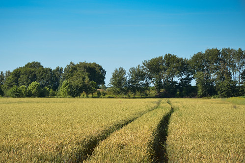rural landscape deutschland nowhere grain acker niedersachsen lowersaxony getreide barnstorf eydelstedt