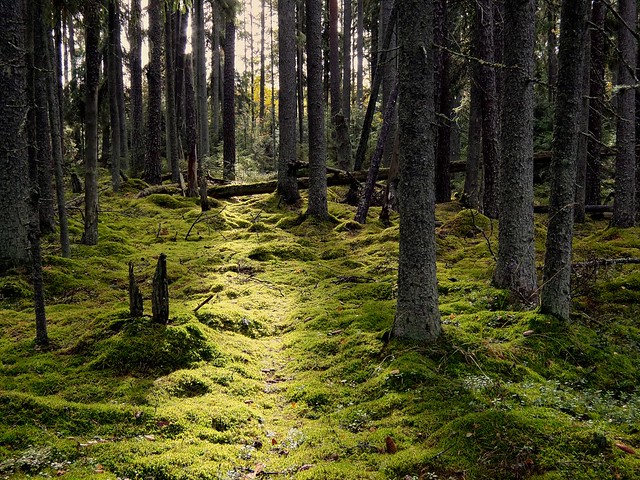 Vaskijärvi nature park, Finland