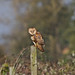 Flickr photo 'Barn Owl-Tyto alba' by: jerrygabby1.