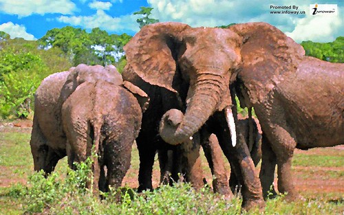 nature animals wildlife elephants HD Wallpapers | by allen_smith35