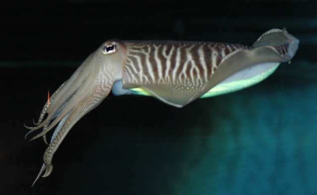 Sepia officinalis (Common Cuttlefish / Gewone zeekat)