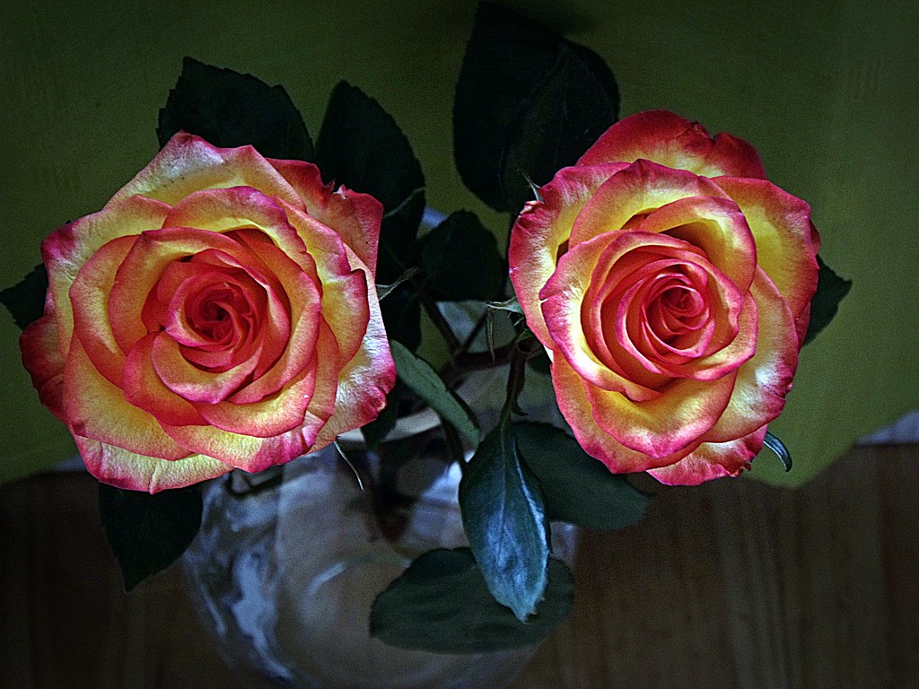 Flores para mi mujer!!! | Nunca faltan las flores y en espec… | Flickr