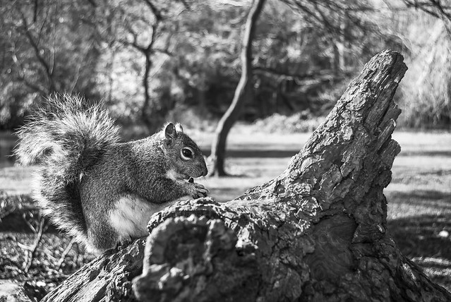 squirrels of Heaton Park (4)