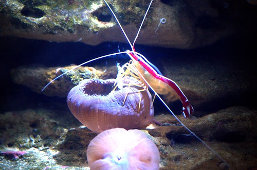 uShaka Marine World