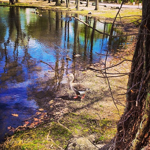 Day 6: Bird #30daynsp #30daychallengemay #iphone #insta_masters #ig_naturelovers #instanaturelovers #iphonephotography #nature #natureamplified #ahd_photo #bd #charlies_pop #photooftheday #phototerminal #the_beautifulworld #thebestshooter #thebesteditor # | by SchwilsonDilson