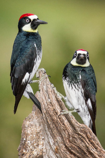 Acorn Woodpecker--Melanerpes formicivorous