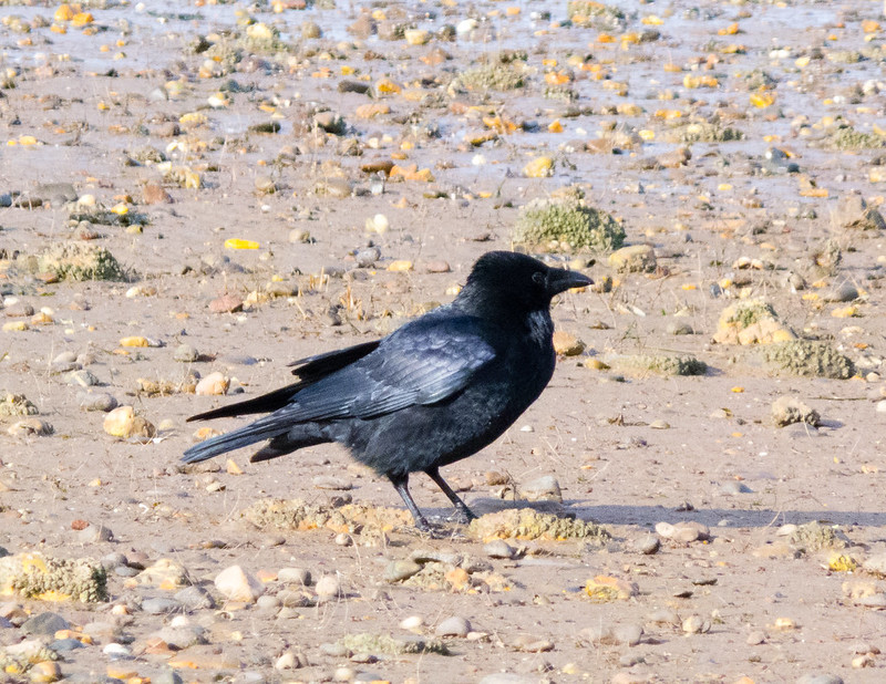 Beachcombing crow, Dawlish Warren