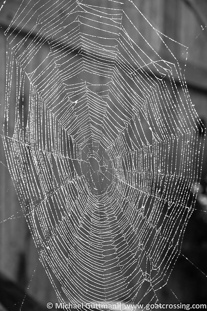 Misty Spider Web (in explore)