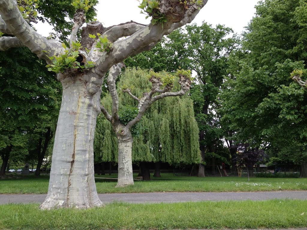 Trees with haircut? | These strangely-docked trees appear to… | Flickr