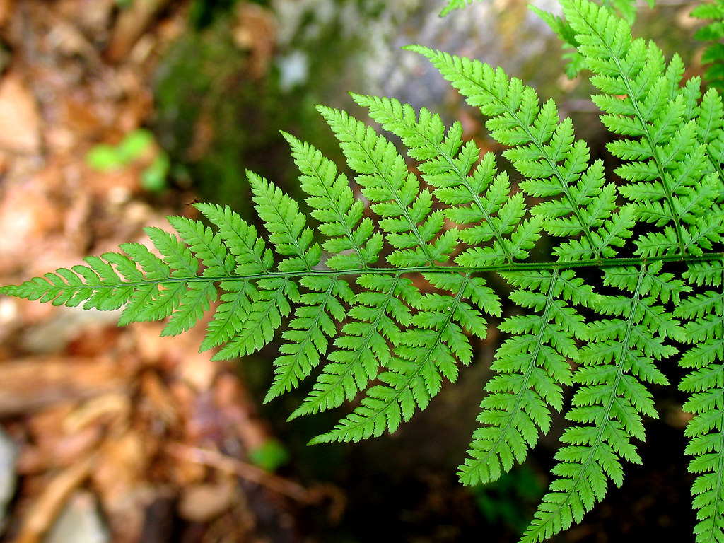 Parts of a Fern.
