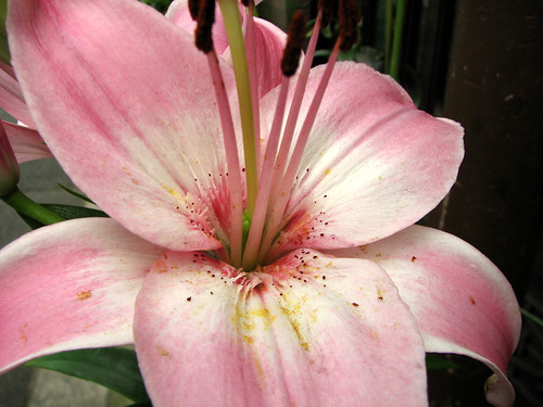 Pink lily | A pink lily being grown in front of a house on S… | Flickr