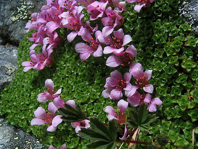 Saxifraga oppositifolia - Purple Mountain Saxifrage