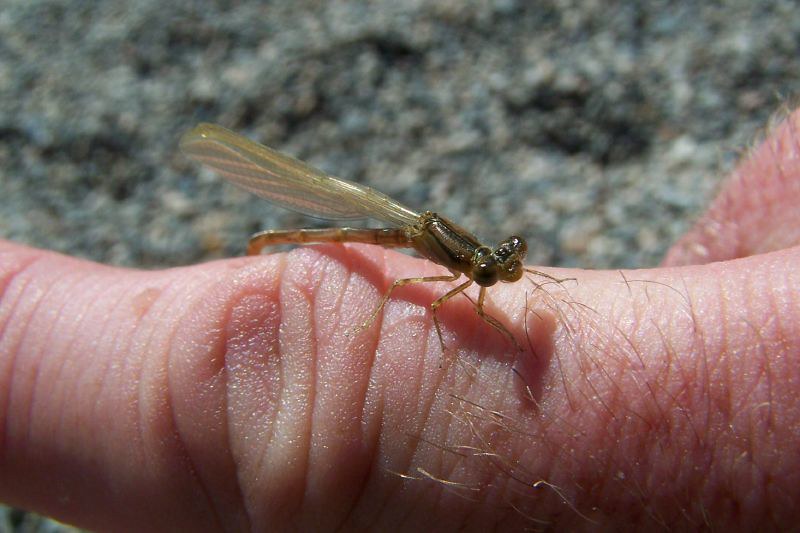 What Do Baby Dragonflies Look Like? 