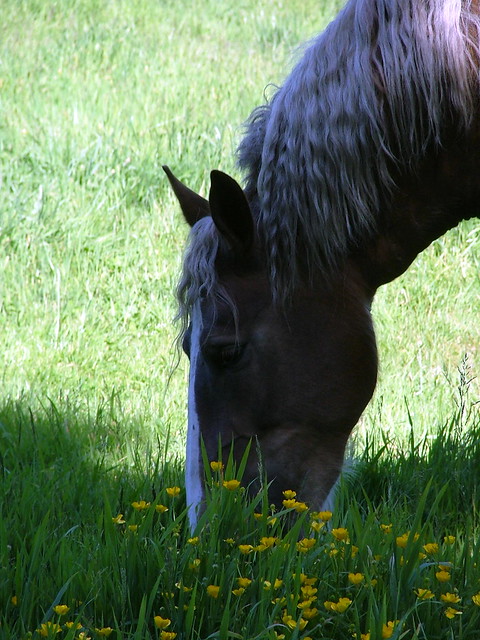 Horse - Brittany, France - April 2006