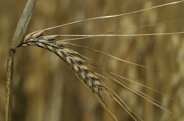 gerst - barley