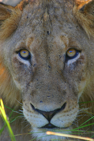 Lion, Kruger Park, South Africa (Apr 2006)
