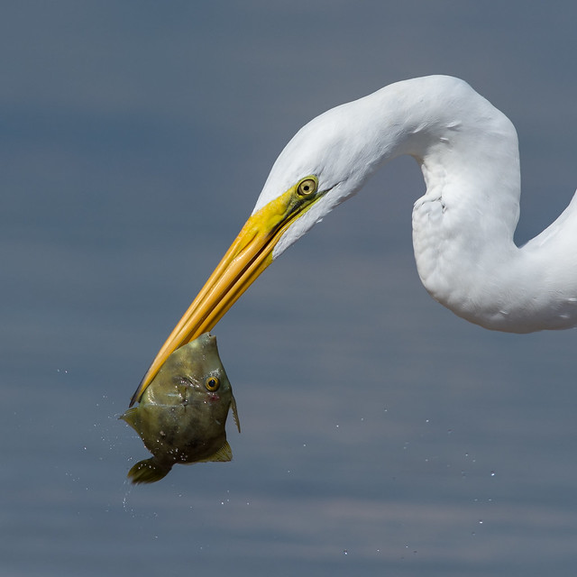 Great Egret with Filefish