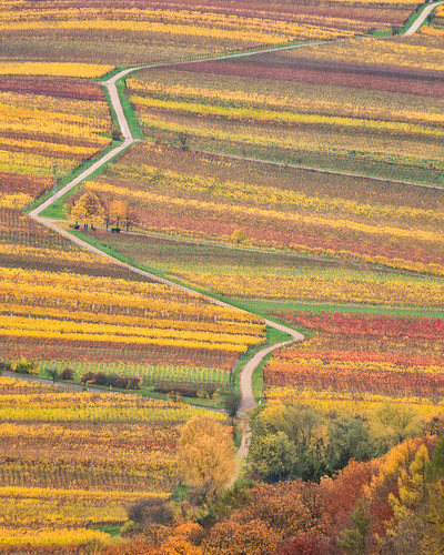 autumn de vineyards alemania rheinlandpfalz annweiler trifels leinsweiler pfälzaerwald