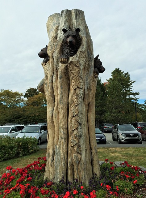 Bears In The Tree