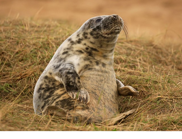 Plump Weaned Grey Seal Pup Donna Nook Lincolnshire England