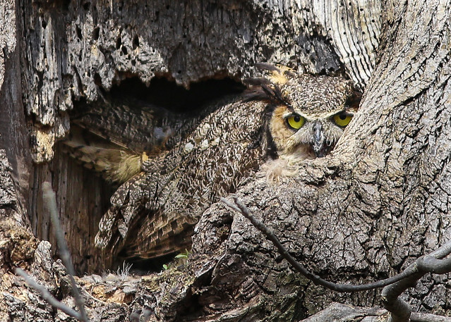 Great Horned Owl - Camouflaged in tree hollow (in explore)