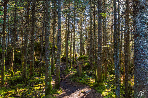 nikon d3200 sigma mont mégantic canada kanada forest bosque baso parcnationaldumontmégantic parcsquébec