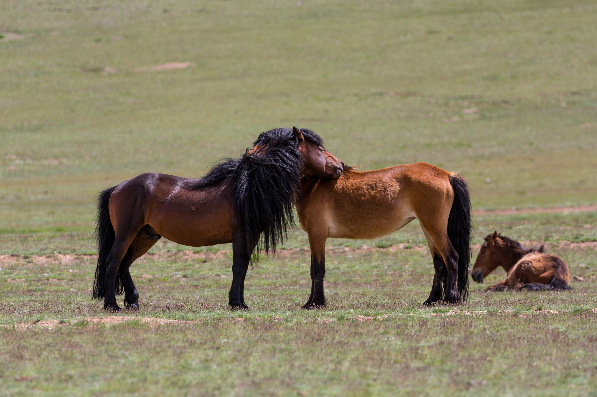 Horses in Mongolia - Mongolia