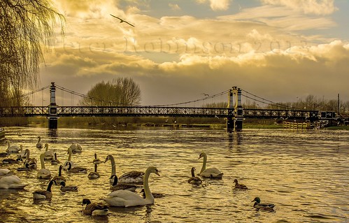 sunset reflection birds river geese swan nikon gull trent burton ferrybridge stapenhill d5200