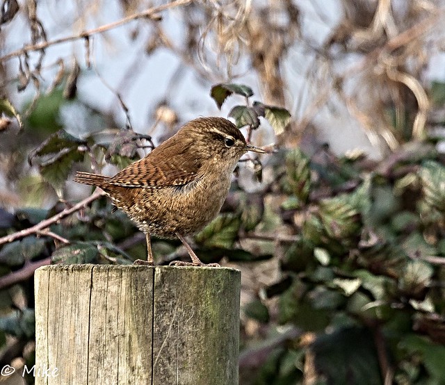 Jenny Wren