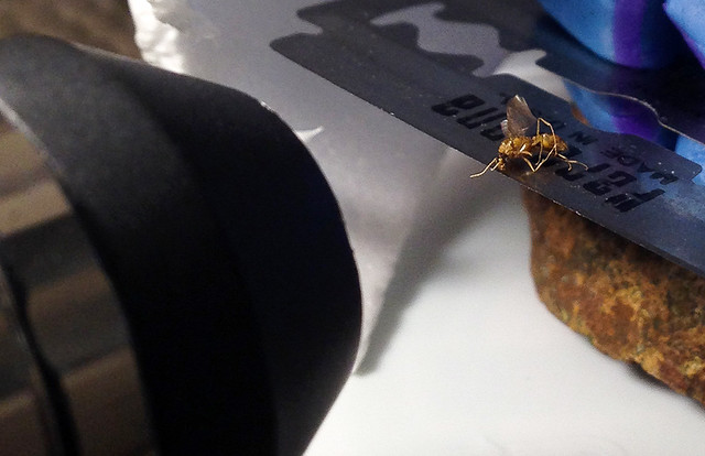 Wasp on a Razor Setup 20150217-wasp-on-razor-iphone-IMG_1547