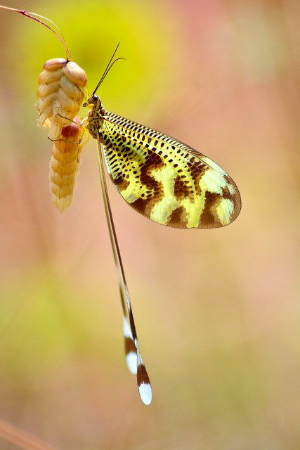 Nemoptera bipennis