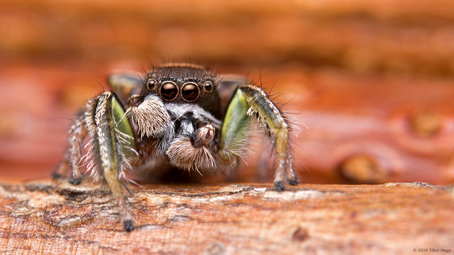 Habronattus viridipes jumping spider